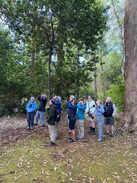 Madeira: Birdwatching - The Endemics - A Closer Look at the Tour Experience