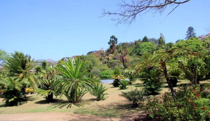 Madeira: Botanical Garden in a Tuk-Tuk Tour - An Enjoyable Way to Explore Madeira’s Botanical Beauty