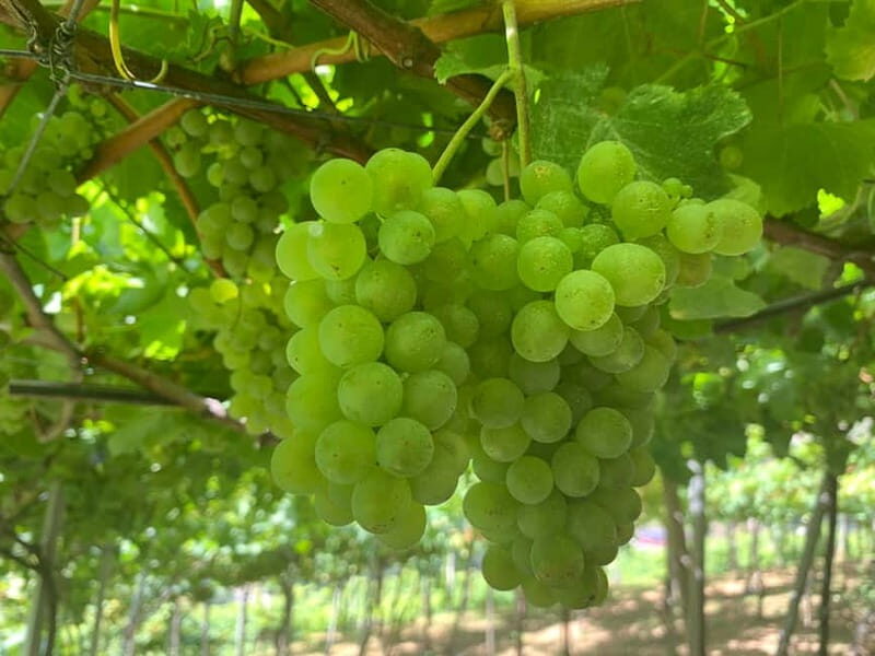 Madeira: Cabo Girão, Wines Experience and Dolphins Watching - Final Thoughts