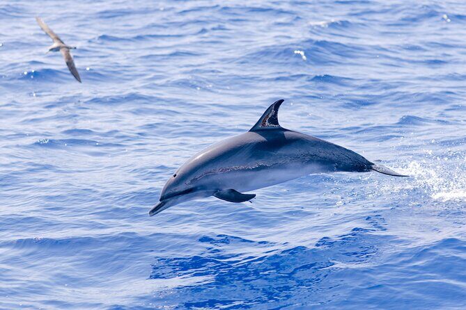 Madeira Dolphin & Whale Watching Tour - An In-Depth Look at the Madeira Dolphin & Whale Watching Tour