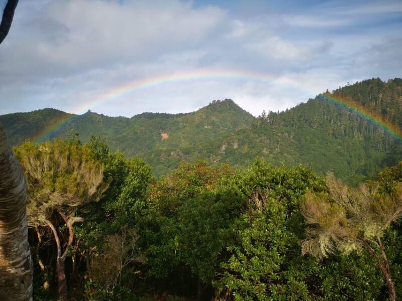 Madeira E-Buggy Adventure: 4x4 thrill & epic views! Book now - The Sum Up