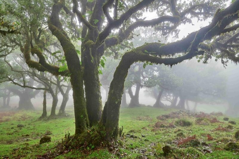 Madeira: Fanal Forest and Cabo Girão for Cruise Ship - A Deep Dive into the Madeira Experience