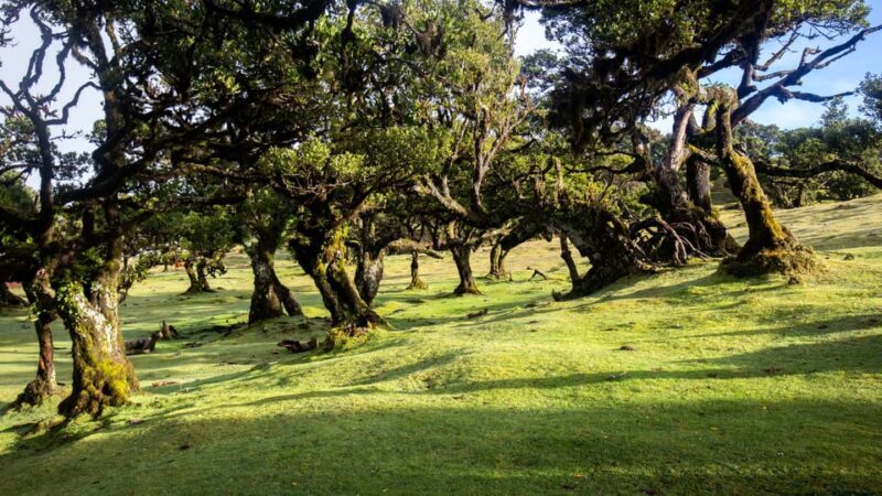 Madeira: Fanal Forest and Cabo Girão for Cruise Ship - Final Thoughts: Who Is This Tour Best For?