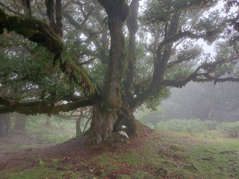 Madeira: Fanal Forest Guided Hiking Tour - Detailed Breakdown of the Itinerary