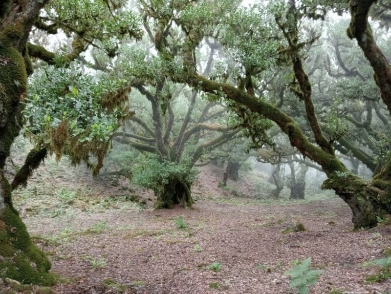 Madeira: Fanal Forest Guided Hiking Tour - Potential Considerations