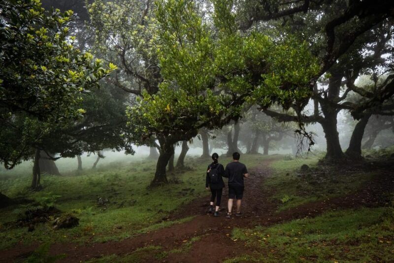 Madeira : Full Day Adult-only west 4x4 Tour - Key Points