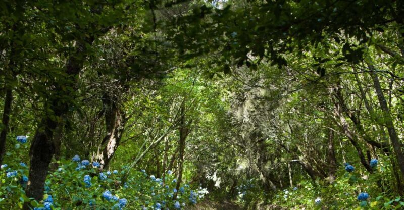 Madeira: Full-Day Laurel Forest Guided Walking Tour - What to Expect on the Tour