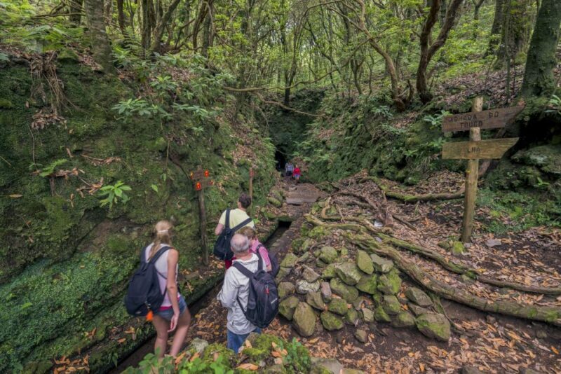 Madeira: Full-Day Laurel Forest Guided Walking Tour - Final Thoughts
