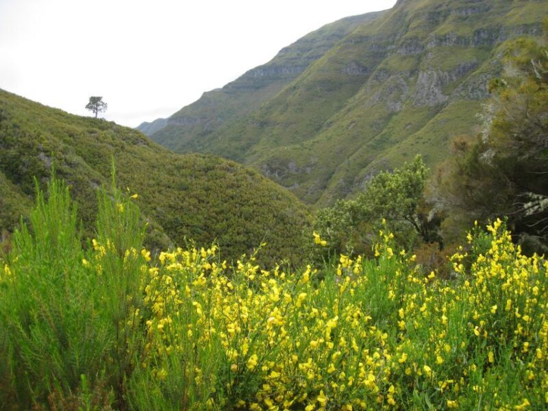 Madeira: Guided Full-Day Rabaçal Walk - Key Points