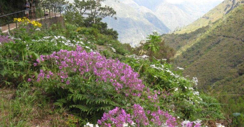 Madeira: Guided Full-Day Rabaçal Walk - What makes this tour special?