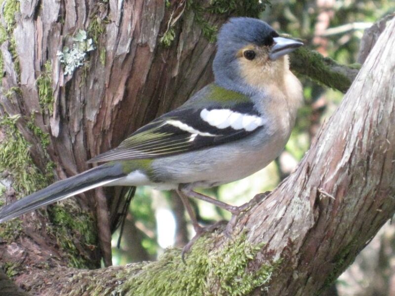 Madeira: Guided Full-Day Rabaçal Walk - The practical side: Whats included and what to consider