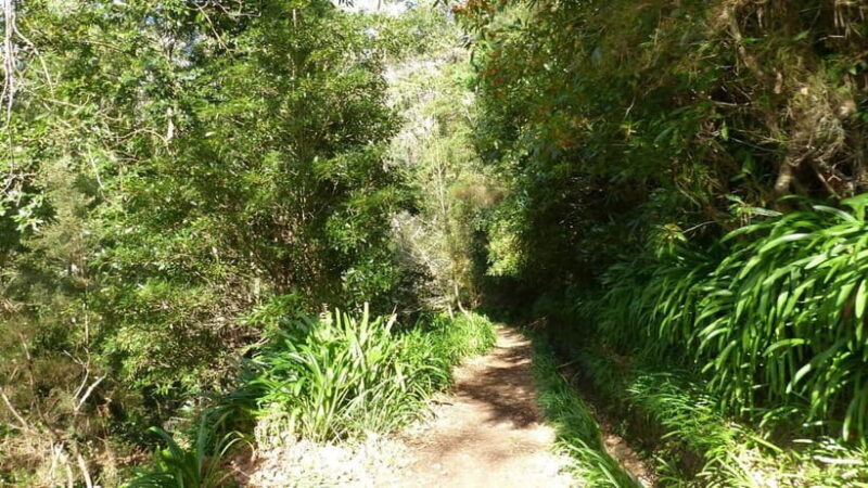 Madeira: Levada Paradise Valley Scenic Walk - The Sum Up