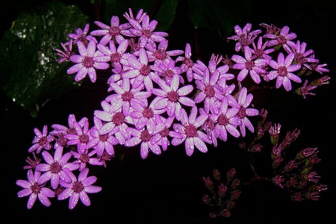 Madeira Levada Walk - Rabacal Lakes and Fountains - Who Should Book This Tour?