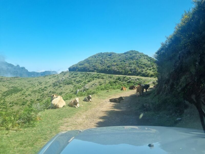 Madeira: Picturesque Peaks and Skywalk private 4x4 Jeep tour - Final Thoughts: Is This Tour Worth It?