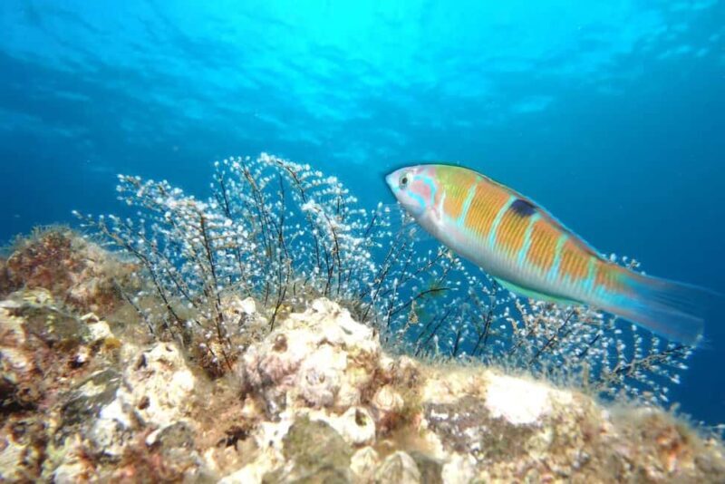 Madeira: Ponta de São Lourenço Shore Dive (certified divers) - Introduction