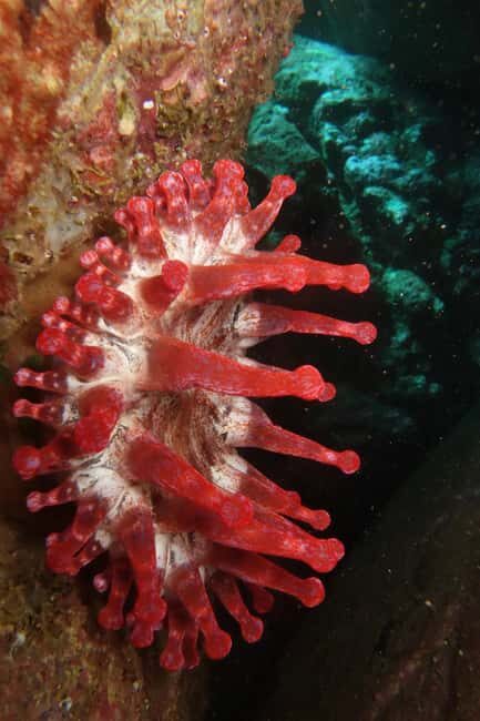 Madeira: Ponta de São Lourenço Shore Dive (certified divers) - FAQ