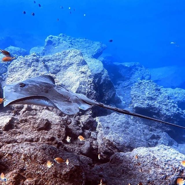 Madeira, Ponta São Lourenço: Scuba Diving for Beginners - Who is This Tour Best For?