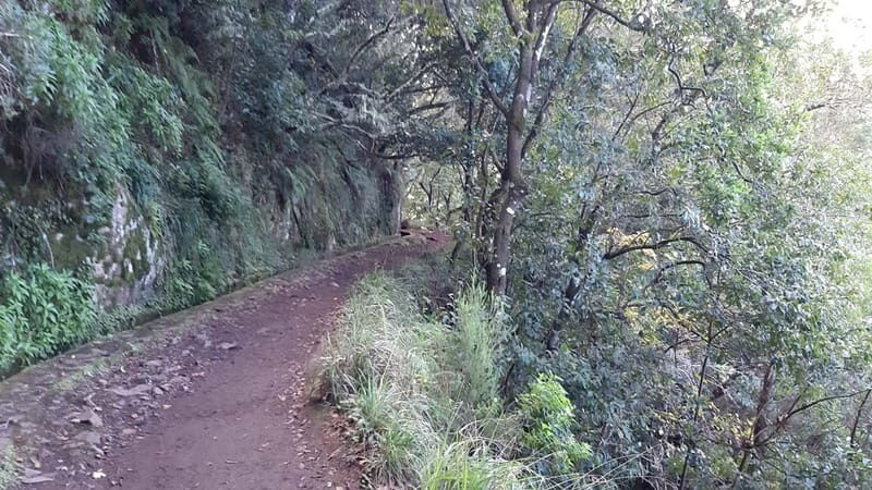 Madeira: Private 1.5-Kilometer Levada dos Balcões Hike PR11 - Who Is This Tour Best For?