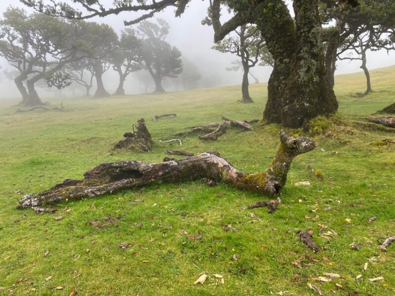 Madeira private 4x4 tour: North-West Coast - FAQ