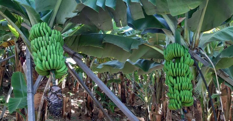 Madeira: Private Banana Farm Tour with Pickup - The Real Value of This Tour