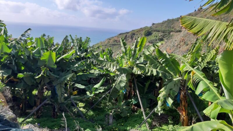 Madeira: Private Banana Farm Tour with Pickup - Who Should Book This Tour?