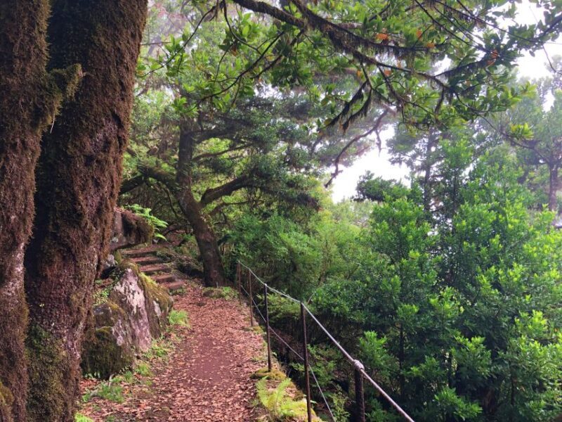 Madeira: Private Guided Vereda do Fanal Walk PR13 - An In-Depth Look at the Vereda do Fanal Walk