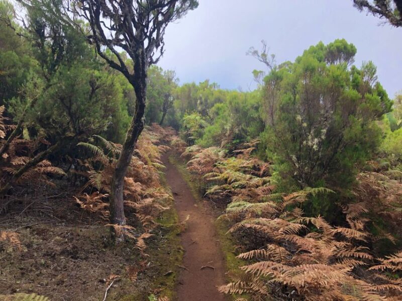 Madeira: Private Guided Vereda do Fanal Walk PR13 - The Sum Up