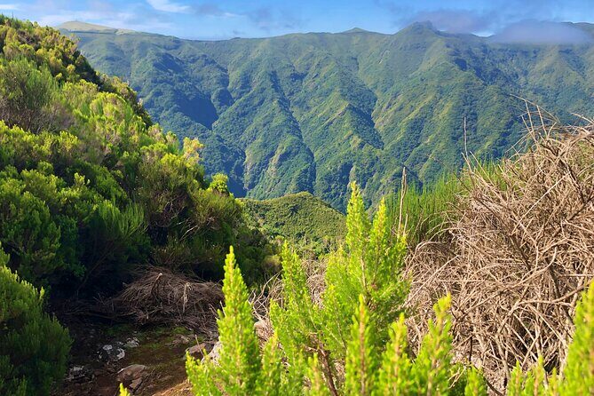 Madeira: Private Guided Walk Vereda Fanal PR13 - Who Would Love This Tour?