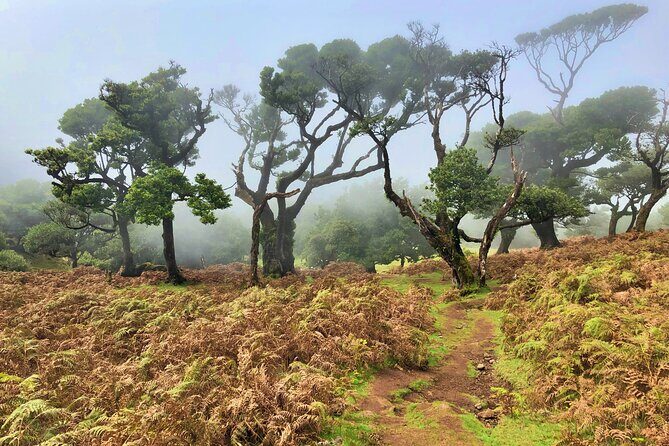 Madeira: Private Guided Walk Vereda Fanal PR13 - Final Thoughts