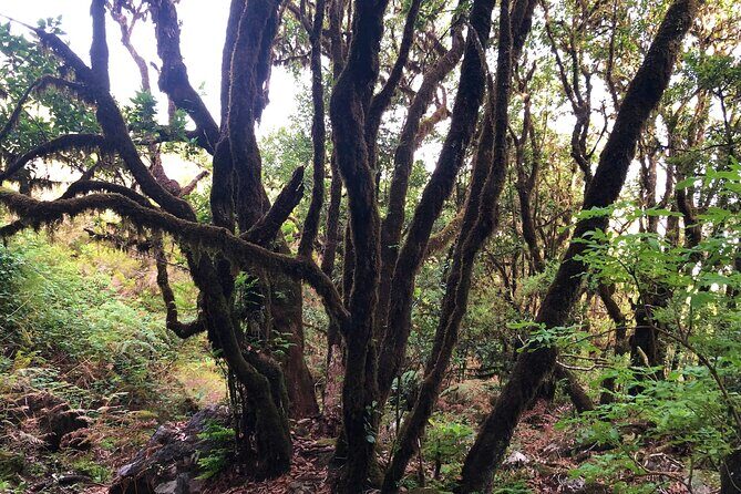 Madeira: Private Guided Walk Vereda Fanal PR13 - FAQs