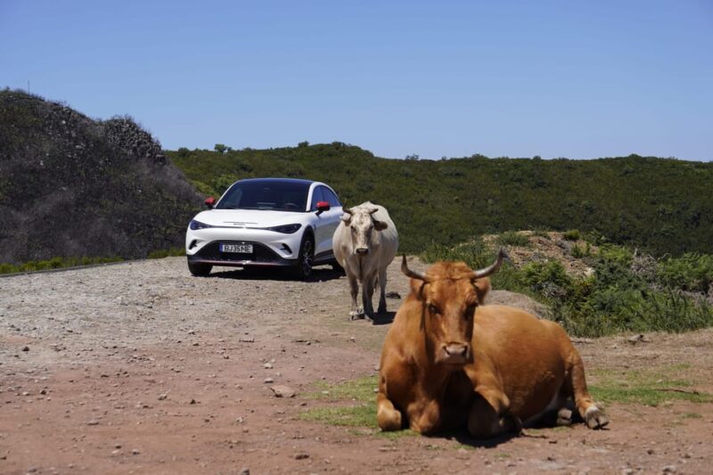 Madeira Private Premium Eco-Friendly Tour in Electric Car - An Intimate Look at the Madeira Electric Car Experience