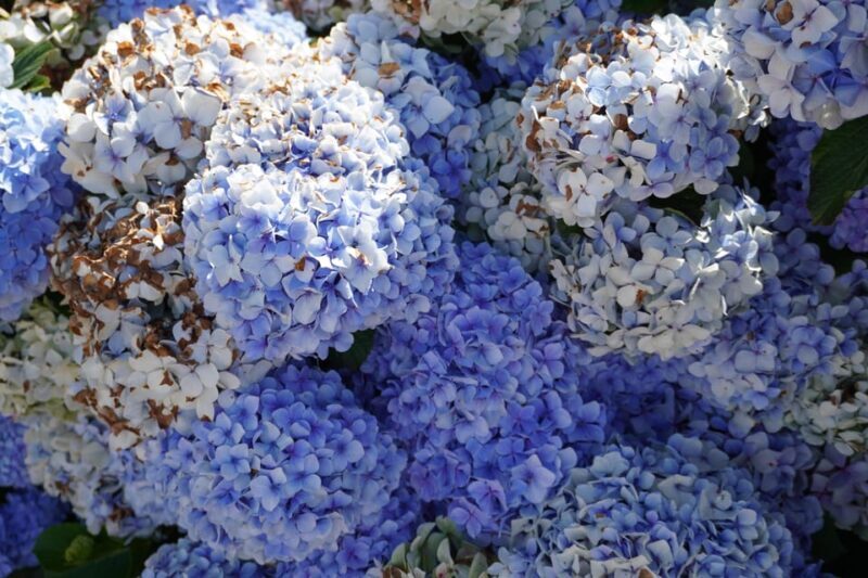 Madeira Private Premium Eco-Friendly Tour in Electric Car - Why This Tour Stands Out