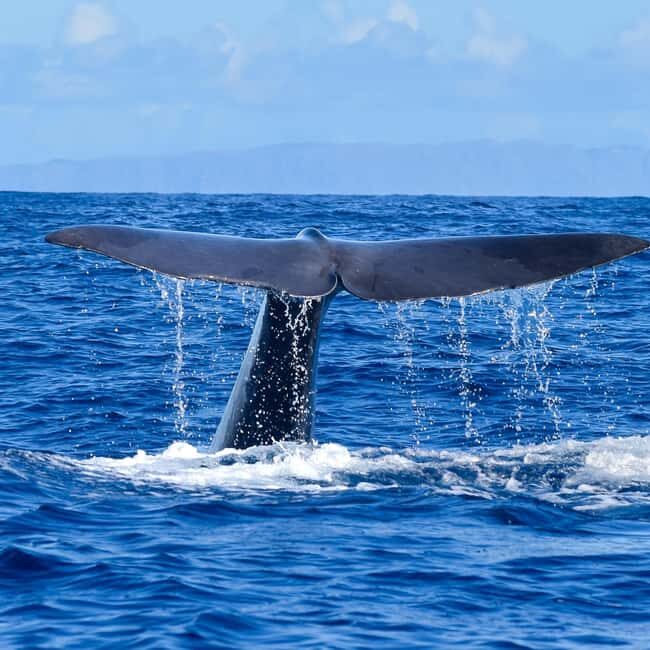 Madeira: Responsible Whales and/or Dolphins Watching Tour - What Makes This Tour Special?