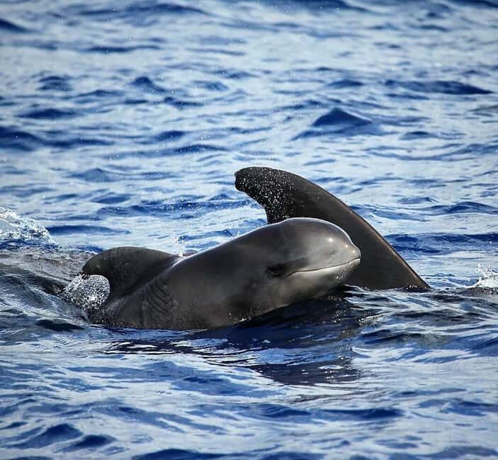 Madeira: Responsible Whales and/or Dolphins Watching Tour - Why Is This Tour Eco-Conscious?