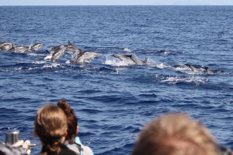 Madeira: Responsible Whales and/or Dolphins Watching Tour - The Itinerary Breakdown