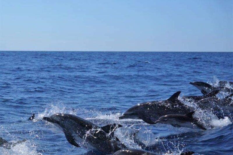 Madeira: Responsible Whales and/or Dolphins Watching Tour - Why This Tour Is Worth It