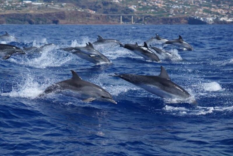 Madeira: Responsible Whales and/or Dolphins Watching Tour - The Sum Up