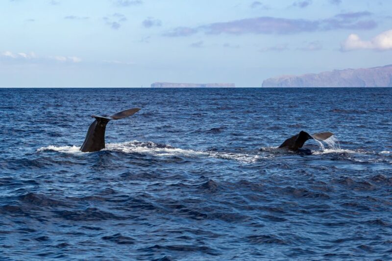 Madeira: Responsible Whales and/or Dolphins Watching Tour - FAQ