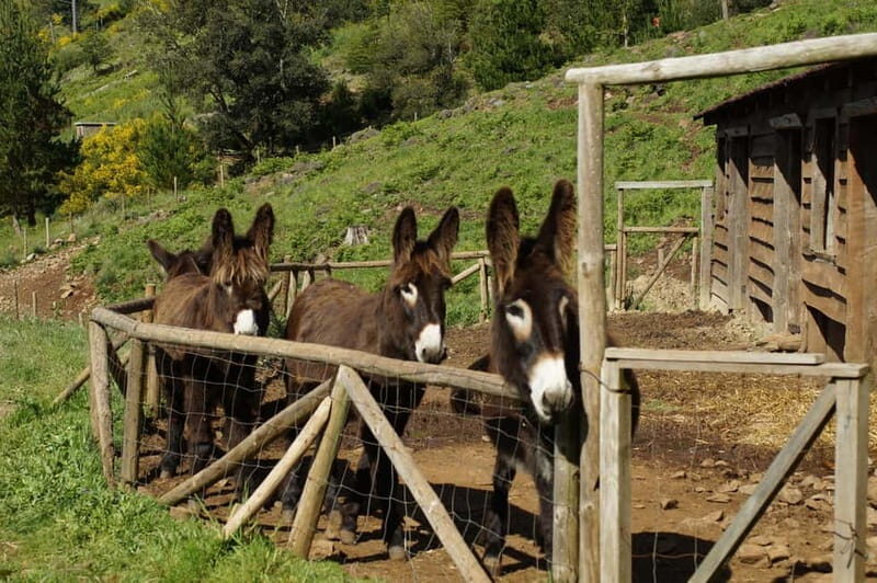 Madeira : Sunrise at Pico do Arieiro + 2 Hikes - PR1 and PR3 - An In-Depth Look at the Tour Experience