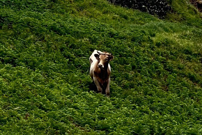 Madeira surprise tour - FAQs