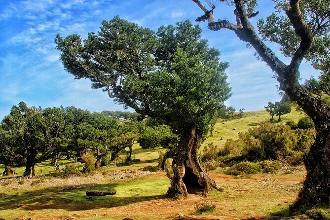 Madeira West - Enchanted Terraces & Fanal Unesco open top jeep - An In-Depth Look at the Tour Experience