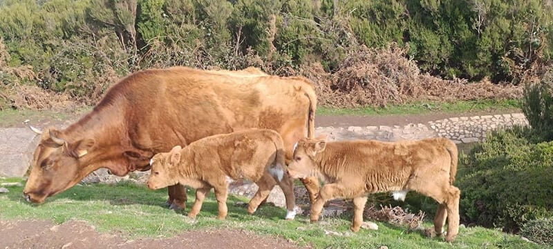 Madeira West Island Full-Day Tour with Fanal Forest - Key Points