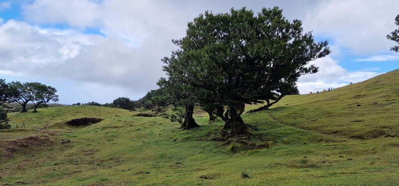 Madeira West Island Full-Day Tour with Fanal Forest - Frequently Asked Questions