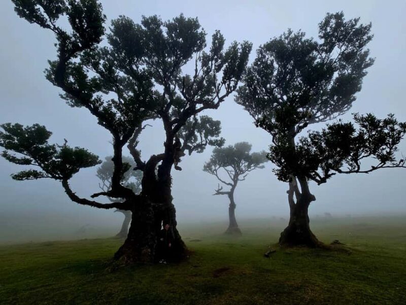 Madeira West Jeep Tour Fanal, Seixal, Natural Pools & Small Groups - An In-Depth Look at the Madeira West Jeep Tour