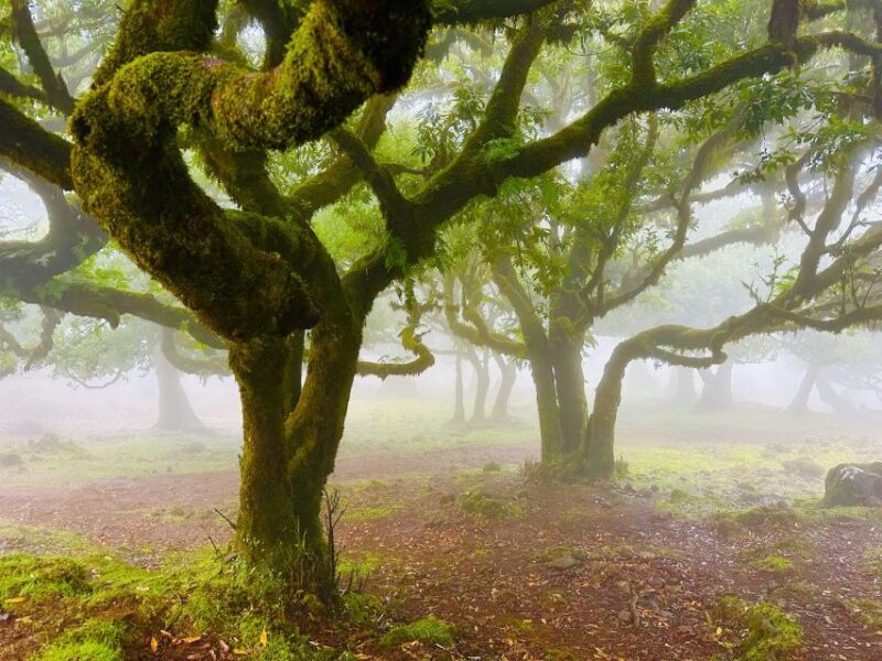 Madeira: Western Madeira Guided Trip & Fanal Mystic Forest - The Sum Up