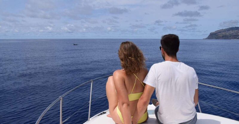 Madeira: Whale and Dolphin Watching Private Cruise - An Authentic and Relaxed Marine Adventure