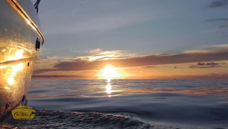 Madeira: Whale and Dolphin Watching Private Cruise - Important Practicalities and Tips