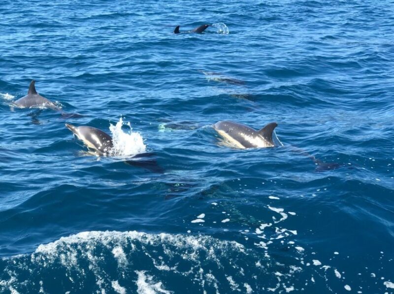 Madeira: Whale and Dolphin Watching Private Cruise - Final Thoughts