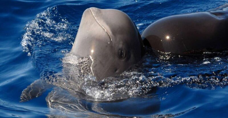 Madeira: Whale and Dolphin Watching Tour - What Makes This Tour Stand Out