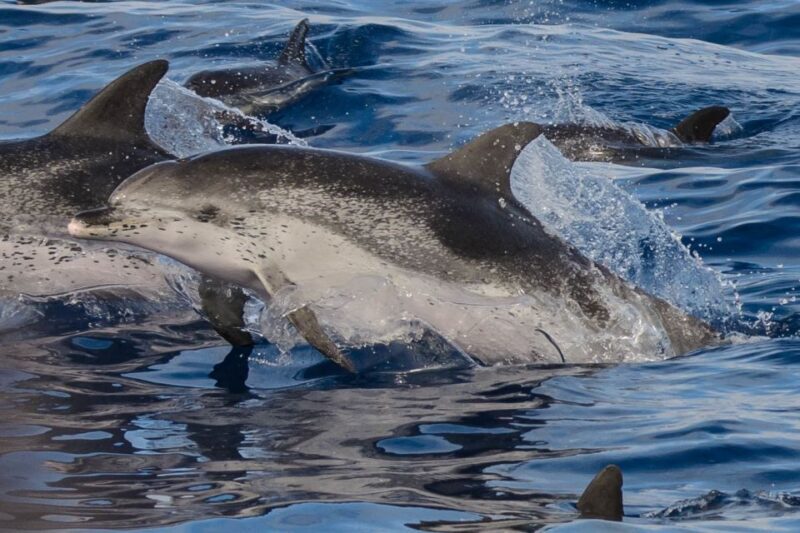 Madeira: Whale and Dolphin Watching Tour - Who Should Consider This Tour?
